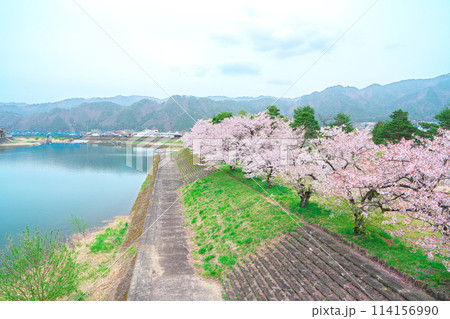 飛騨古川、宮川と千代の松原公園の桜 飛騨古川、宮川と千代の松原公園の桜 114156990