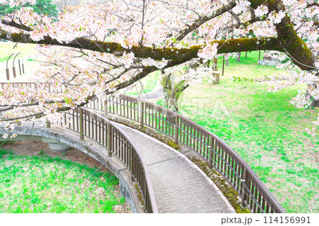 飛騨古川、千代の松原公園の桜 飛騨古川、千代の松原公園の桜 114156991