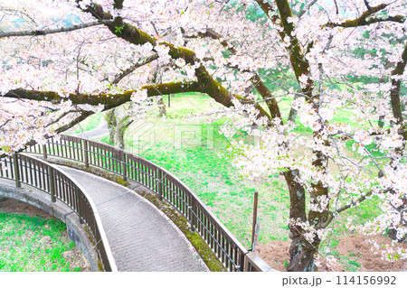 飛騨古川、千代の松原公園の桜 114156992