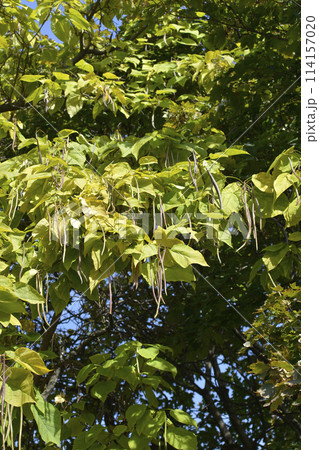 Common catalpa 114157020