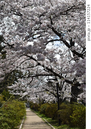 満開の桜の遊歩道 114157224