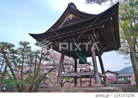飛騨古川、本光寺の桜 114157256
