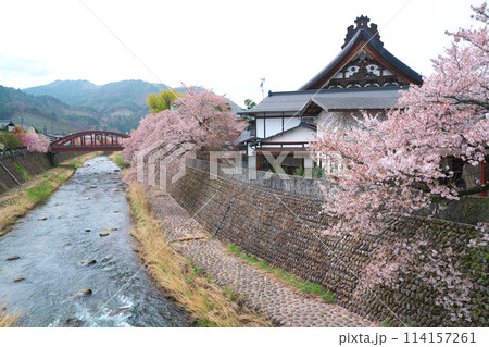 飛騨古川、本光寺の桜 114157261