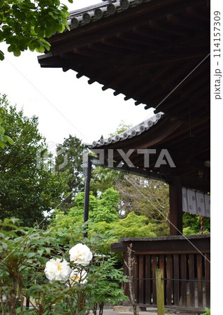 古寺 本堂の横に咲く牡丹 古寺 本堂の横に咲く牡丹 114157309