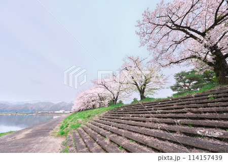飛騨古川、宮川と千代の松原公園の桜 飛騨古川、宮川と千代の松原公園の桜 114157439
