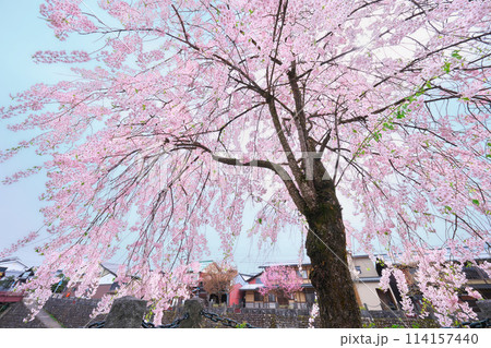 飛騨古川、荒城川の桜 飛騨古川、荒城川の桜 114157440