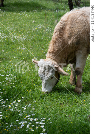 cows graze on a green field in sunny weather. HQ cows graze on a green field in sunny weather. HQ 114157446