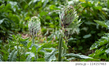 Artichokes growing in an agricultural field, healthy eating. High quality photo 114157463