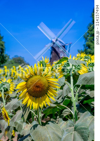 ひまわり畑 ひまわり畑 114157494