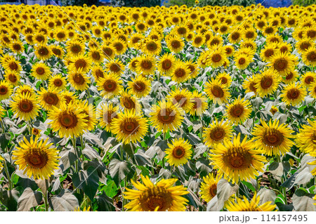 ひまわり畑 114157495