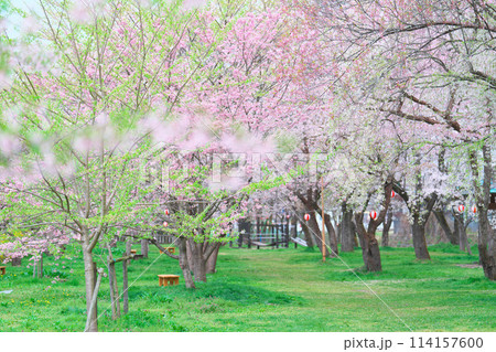 桜野公園の桜 114157600