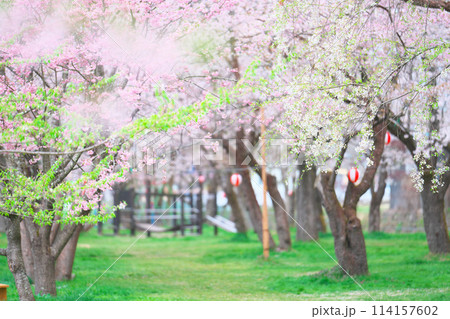 桜野公園の桜 114157602