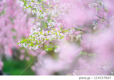 桜野公園の桜 114157607