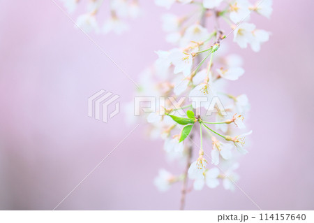 桜野公園の桜 114157640