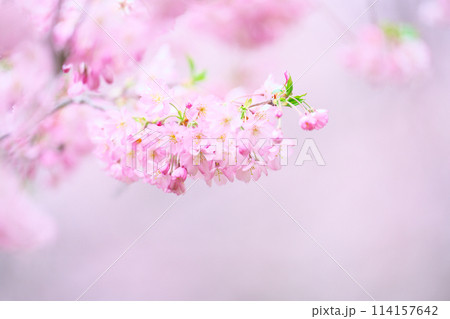 桜野公園の桜 114157642