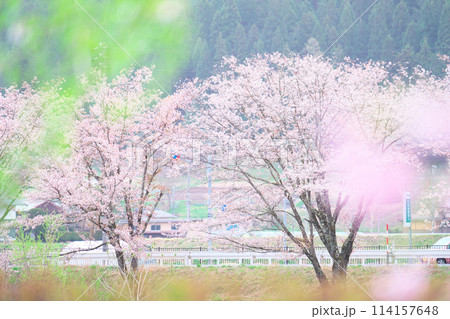 桜野公園の桜 114157648