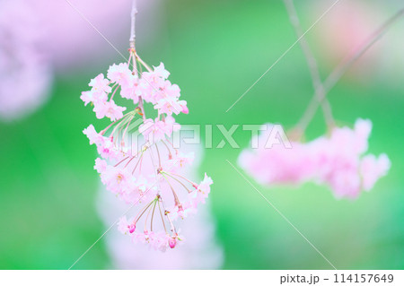 桜野公園の桜 114157649