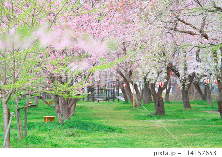 桜野公園の桜 114157653