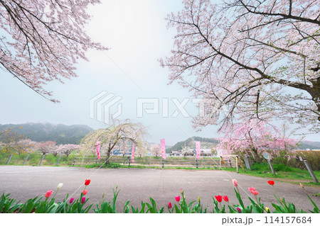 桜野公園の桜 114157684
