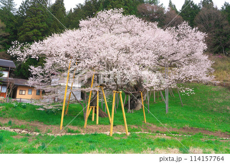 臥龍桜 114157764