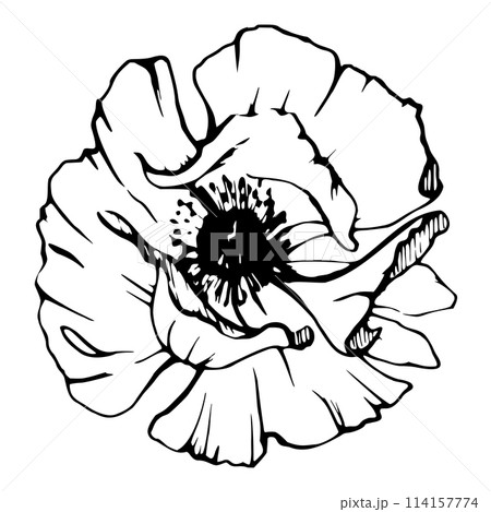 Vector set of elements with hand drawn peony poppy flowers. Isolated on white background. Botanical graphic illustration. Design for invitations, wedding, love or greeting cards, paper, print, textile Vector set of elements with hand drawn peony poppy flowers. Isolated on white background. Botanical graphic illustration. Design for invitations, wedding, love or greeting cards, paper, print, textile 114157774
