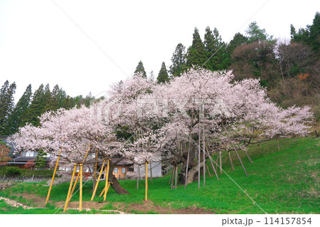 臥龍桜 114157854