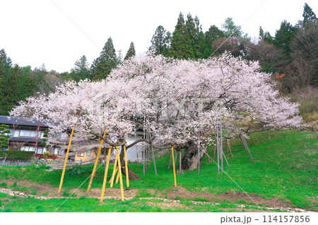 臥龍桜 114157856