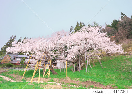 臥龍桜 臥龍桜 114157861