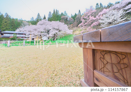 臥龍桜 114157867