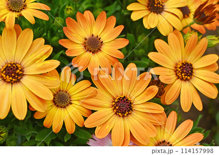 鮮やかなオステオスペルマム 鮮やかなオステオスペルマム 114157998