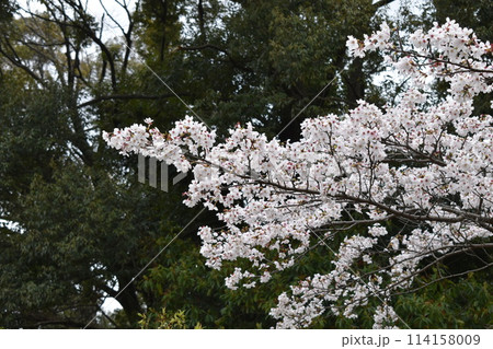 林の中の一本の桜 林の中の一本の桜 114158009