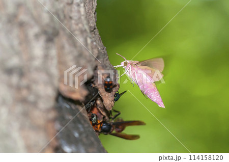 ベニスズメ 114158120