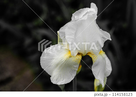 白いアイリスの花～菖蒲～ 114158123