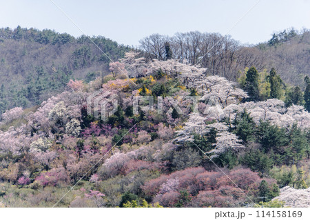 福島、花見山の桜 114158169