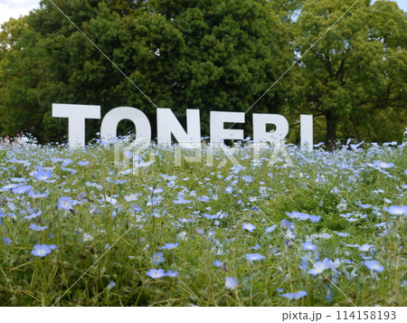舎人公園のネモフィラ 舎人公園のネモフィラ 114158193