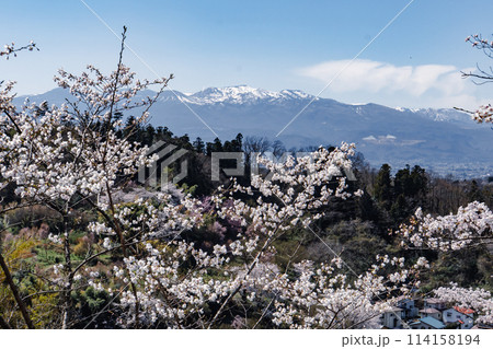 福島、花見山の桜 福島、花見山の桜 114158194