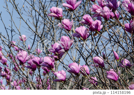 開きはじめのモクレン 114158196