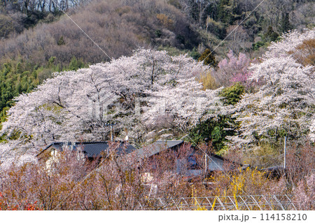 福島、花見山の桜 福島、花見山の桜 114158210