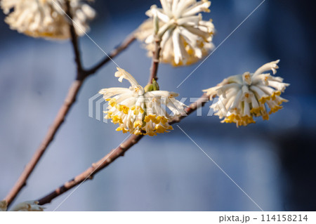 ミツマタの花 114158214