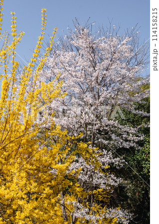 福島、花見山の桜とレンギョウ 福島、花見山の桜とレンギョウ 114158215