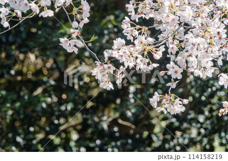 福島、花見山の桜 福島、花見山の桜 114158219