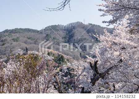 福島、花見山の桜 福島、花見山の桜 114158232