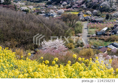 福島、花見山の桜 福島、花見山の桜 114158233