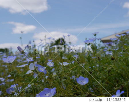 舎人公園のネモフィラ 114158245