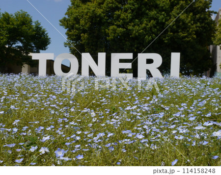 舎人公園のネモフィラ 114158248