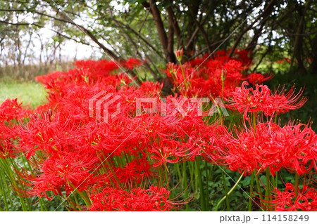 秋の彼岸の頃になると咲く不思議な花 秋の彼岸の頃になると咲く不思議な花 114158249