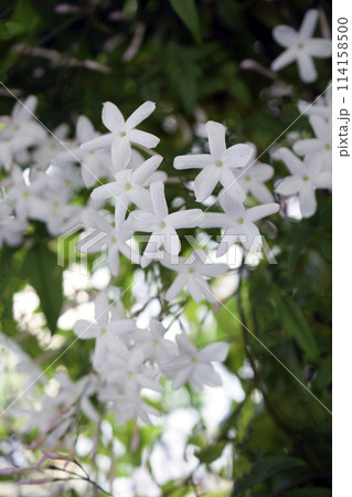 庭のジャスミンの花、ハゴロモジャスミンのクローズアップ、羽衣ジャスミンの花 114158500