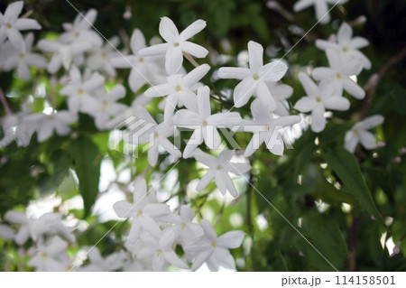 庭のジャスミンの花、ハゴロモジャスミンのクローズアップ、羽衣ジャスミンの花 114158501