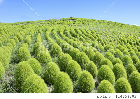 清々しい緑のコキア 114158503