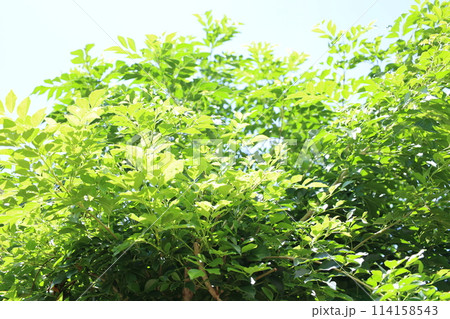 夏の活気あるシマトネリコ 夏の活気あるシマトネリコ 114158543